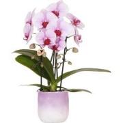 Kolibri Orchids | Roze orchidee Niagara Falls + Gradience sierpot roze...