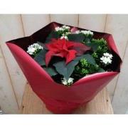 Kerstster met witte Kalanchoe