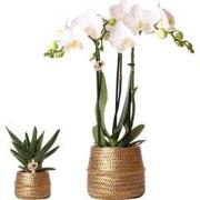 Kolibri Company - Planten set Groove goud | Set met witte Phalaenopsis...