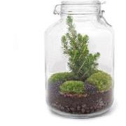 URBANJNGL - Jar Planten Terrarium - Kerstboom - Ecosysteem met planten...