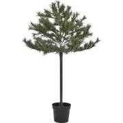 House Doctor Kerstboom Peuce natuur 150cm