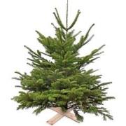 Super Actie Kerstboom Nordman Gezaagd 125 - 150 cm excl pot/kruisvoet