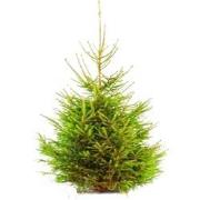 Gewone kerstboom in pot Picea Abies Fijnspar 150-175 cm