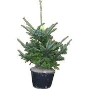 Kerstboom Warentuin Abies Fraseri 40 - 60 cm