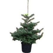 Kerstboom Warentuin Abies Koreana 40 - 60 cm