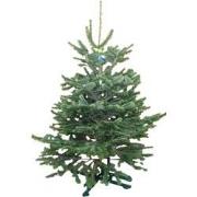 Kerstboom Warentuin Nordman B - kwaliteit Abies Nordmanniana 150 - 175...