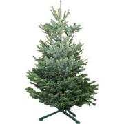 Kerstboom Warentuin Nordman B - kwaliteit Abies Nordmanniana 200 - 250...