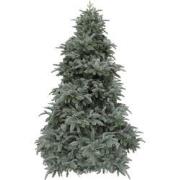 Abies Nordmann kunstkerstboom forest blauw/blue d160 h230 cm