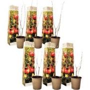 Punica Granatum - Set van 6 - Granaatappel - Pot 9cm - Hoogte - 25-40c...