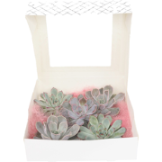 Echeveria DIY Mix 5 - vijf vetplanten voor decoratieve doeleinden - 7 ...