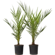 Phoenix Canariensis - Set van 4 - Dadelpalm - Pot 15cm - Hoogte 50-60c...