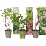 Hortensia Paniculata - Mix van 6 - Tuinplanten - Pot 9cm - Hoogte 25-3...