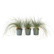 Festuca glauca 'Elijah Blue' - Set van 3 - Siergras - Pot 9cm - Hoogte...