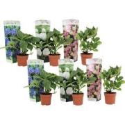 Hydrangea macrophylla - Mix van 6 - Hortensia - Pot 10,5cm - Hoogte 25...