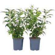 Forsythia intermedia 'Minigold' - Set van 2 - Pot 17cm - Hoogte 25-40c...