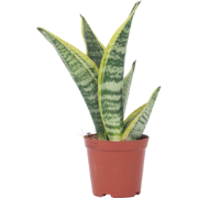 Sansevieria Laurentii - Set van 4 - Vrouwentong - Pot 12cm - Hoogte 30...