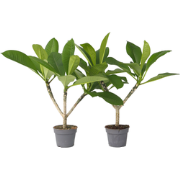 Plumeria Frangipani Hawaii - Set van 2 - Pot 17cm - Hoogte 45-55cm