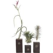 Tillandsia 'Burnt Wood Trio' - Set van 3 - Luchtplanten - Hoogte 30-35...