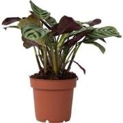 Ctenanthe Amagris - Gebedsplant - Pot 12cm - Hoogte 20-30cm