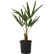 Trachycarpus Fortunei - Waaierpalmboom - Pot 15cm - Hoogte 35-45cm