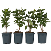 Syringa vulgaris 'Michel Buchner' sering - Set van 4 - Pot 17cm - Hoog...