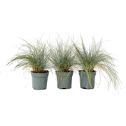 Festuca glauca 'Elijah Blue' - Set van 9 - Siergras - Pot 9cm - Hoogte...