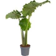 Alocasia 'Portodora' - XXL Groene Kamerplant - Potmaat 32cm - Hoogte 1...