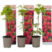 Frambozenplant - Set van 3 - Frambozenstruik - Pot 9cm - Hoogte 25-40c...