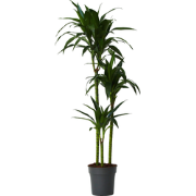 Dracaena fragrans 'Janet Craig' - XXL - Pot 24 cm - Hoogte 140-150cm