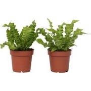 Asplenium nidus 'Crispy Wave' - Varen - Set van 2 - Pot 12cm - Hoogte ...