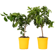 Citrus Limon - Citroenboom - Set van 2 - Pot 19cm - Hoogte 60-70cm