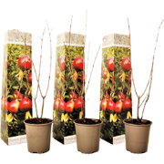 Punica Granatum - Set van 3 - Granaatappel - Pot 9cm - Hoogte - 25-40c...