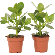 Clusia rosea 'Princess' - Set van 4 - Pot 12cm - Hoogte 25-35cm