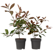 Photinia fraseri 'Red Robin' - Set van 6 - Wintergroen - ?17cm - Hoogt...