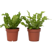 Asplenium nidus 'Crispy Wave' - Varen - Pot 12cm - Hoogte 25-40cm