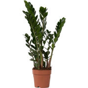 Zamioculcas Zamiifolia - ZZ-plant - Kamerplant - Pot 17cm - Hoogte 55-...