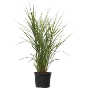 Miscanthus Zebrinus - Winterhard Siergras - Pot 23cm - Hoogte 20-30cm