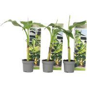 Musa Basjoo - Set van 3 - Bananenplant - Tuinplant - Pot 9cm - Hoogte ...