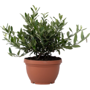 Olea Europaea - Bonsai Olijfboom in Schaal - Pot 21cm - Hoogte 30-40cm