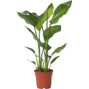 Strelitzia Nicolai - Paradijsvogelplant - Kamerplant - Pot 17cm - Hoog...