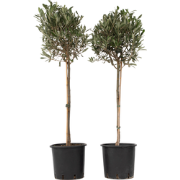 Olea Europaea - Set van 2 - Olijfboom op stam - Pot 21cm - Hoogte 90-1...