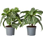 Aphelandra - Set van 2 - Zebraplant - Pot 13cm - Hoogte 25-45cm