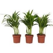 Dypsis Lutescens - Set van 3 - Areca - Goudpalm - Pot 12cm - Hoogte 30...