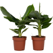 Musa 'Oriental Dwarf' - Set van 2 - Bananenplanten - Pot 12cm - Hoogte...