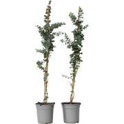 Eucalyptus Silver Dollar x2 - Winterharde Eucalyptus -Pot 19cm -Hoogte...