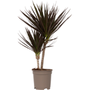 Dracaena Marginata Magenta - Drakenbloedboom - Pot van 17cm - Hoogte 7...