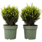 Ilex crenata 'Japanse Hulst' bolvorm - Set van 2 - ?17cm - Hoogte 30-4...