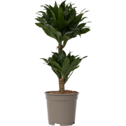 Dracaena deremensis 'Compacta' - Kamerplant - ? 17 cm - Hoogte 50 tot ...