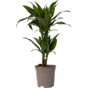 Dracaena Deremensis 'Janet Craig' - Pot 17cm - Hoogte 60-70cm