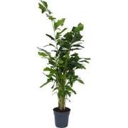 Caryota mitis - Groene kamerplant - Pot 27cm - Hoogte 120-130cm